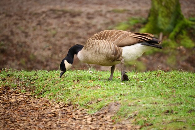 Comer ganso canadense em um campo coberto de vegetação