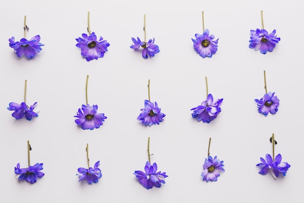 Foto grátis composição das flores violetas