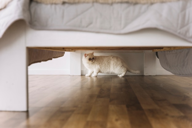 Composição de animais de estimação adorável com gato branco Foto gratuita