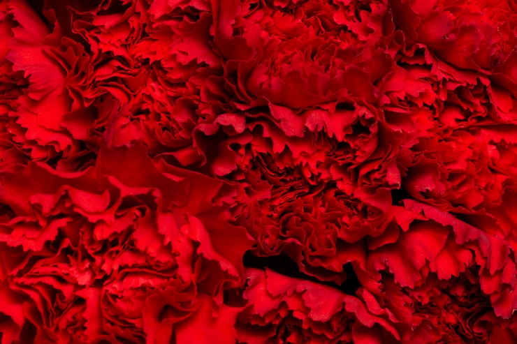 Foto grátis composição de belas flores de fundo