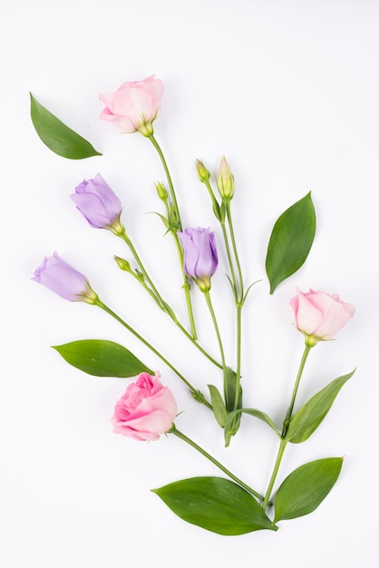 Foto grátis composição de flores rosa e lilás