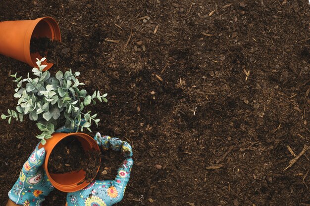 Composição de jardinagem com vasos de flores e espaço à direita