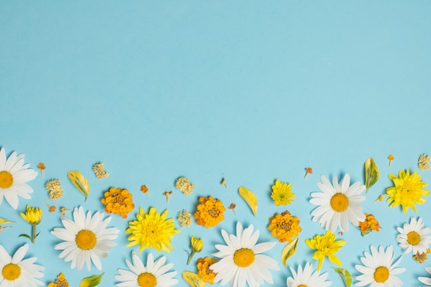 Foto grátis composição de lindas flores brilhantes