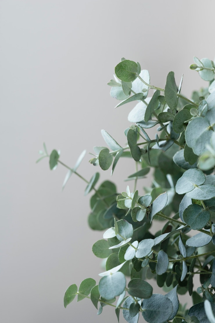 Foto grátis composição de natureza morta de planta verde dentro de casa