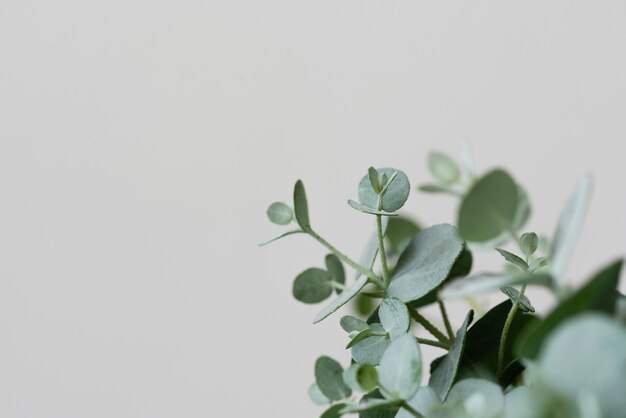 Composição de plantas verdes em ambientes fechados