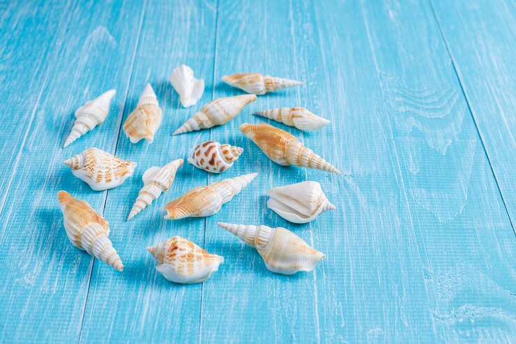 Foto grátis composição de verão plana leigos com conchas do mar