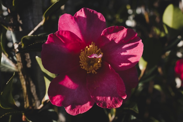 Foto grátis composição floral com estilo elegante