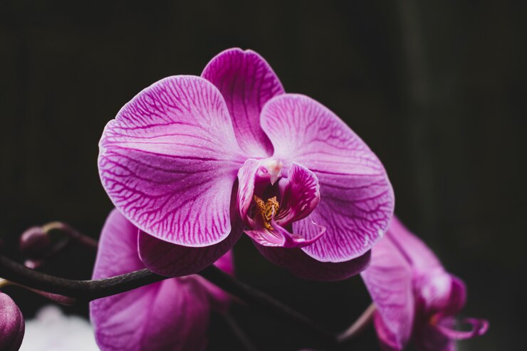 Foto grátis composição floral com estilo elegante