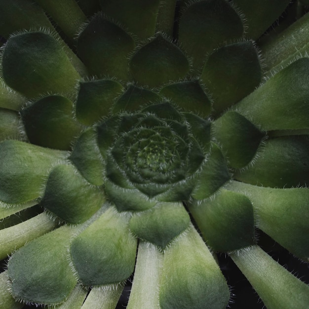 Foto grátis composição floral com estilo elegante