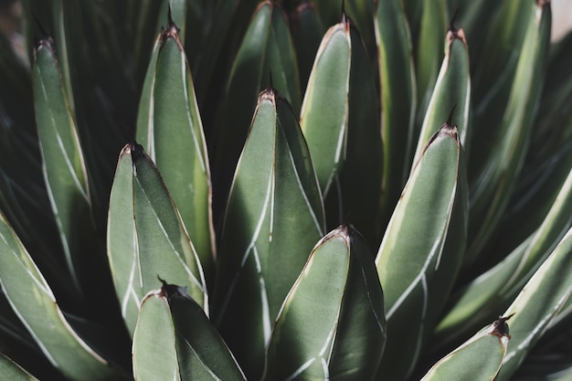 Foto grátis composição floral moderna com estilo elegante