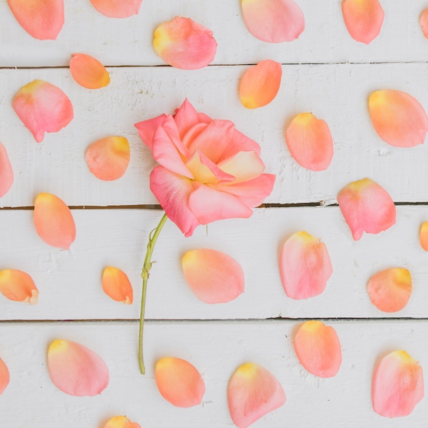 Foto grátis composição floral. moldura feita de flores secas.