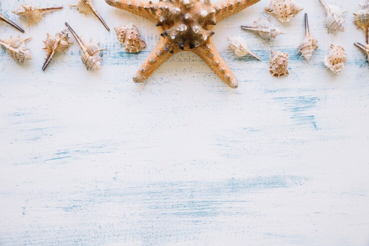 Foto grátis composição marinha com estrela do mar e copyspace na parte inferior