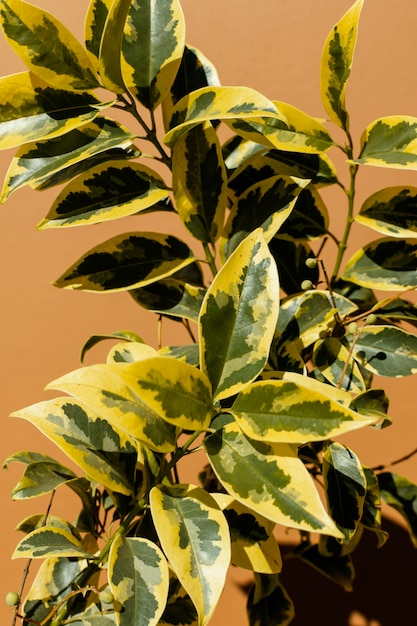 Foto grátis composição minimalista de planta natural em fundo monocromático