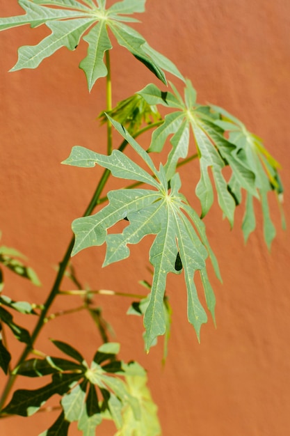 Foto grátis composição minimalista de planta natural em fundo monocromático