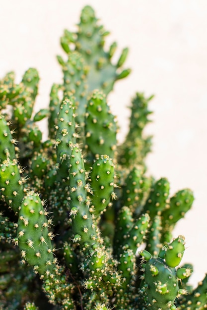 Composição minimalista de planta natural