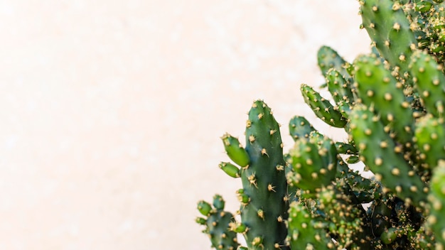 Foto grátis composição minimalista de planta natural