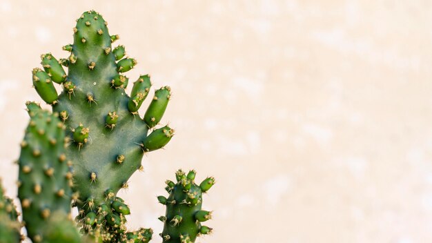 Composição minimalista de plantas naturais