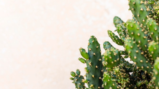 Composição minimalista de plantas naturais