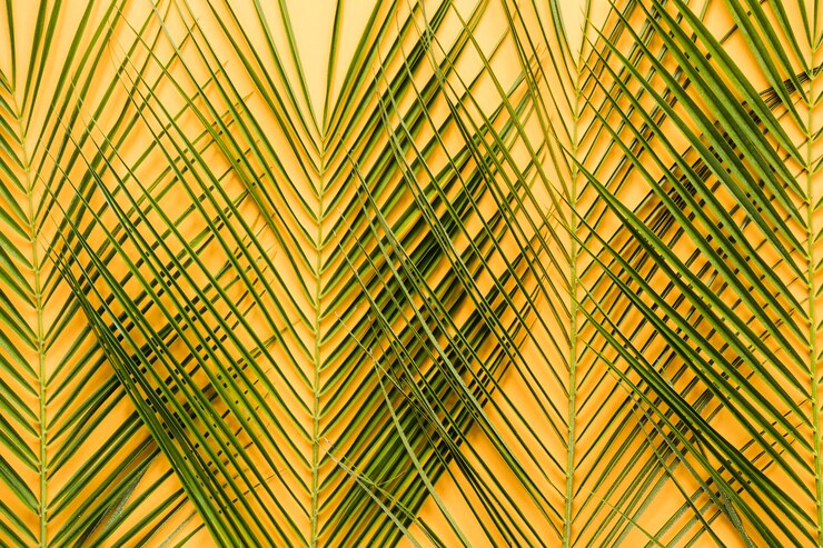 Foto grátis composição simétrica de folhas planas