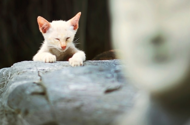 Foto grátis conceito animal adorável da vaquinha do gato