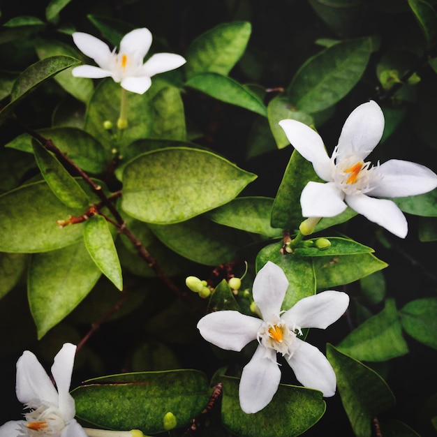 Foto grátis conceito calmo da natureza atrativa bonita da flor