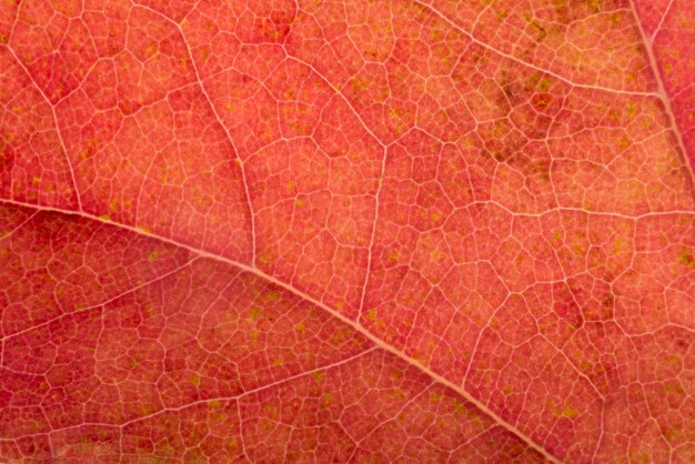 Conceito colorido da folha do outono do close-up