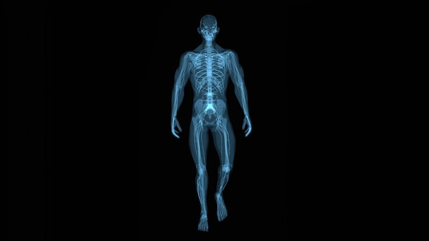 Foto grátis conceito de anatomia de um homem com dor nas costasx9