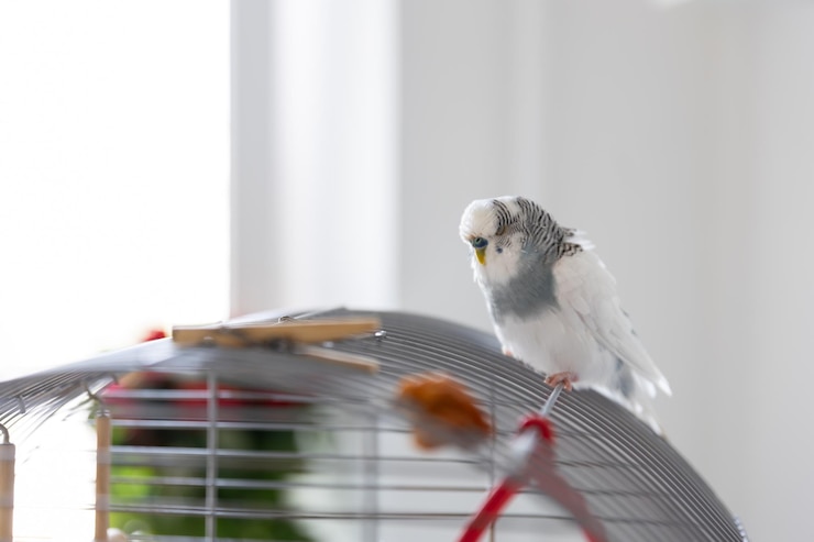 Foto grátis conceito de animais de estimação de papagaio azul e branco e aves domésticas