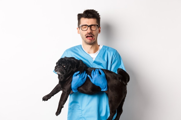 Conceito de clínica veterinária. Veterinário triste segurando cachorro pug preto e chorando, soluçando com uma cara miserável, de pé sobre um fundo branco.