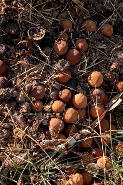 Conceito de compostagem de natureza morta