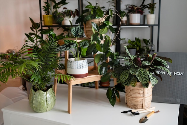 Conceito de cultivo de plantas em casa