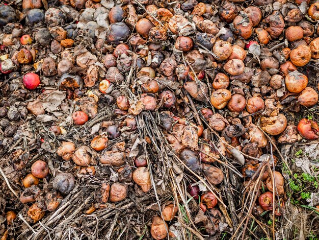 Conceito de desperdício zero vista superior desperdício de comida de lixo em um poço de terra na natureza frutas maçãs e secas