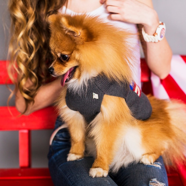 Conceito de dia da independência com cachorro