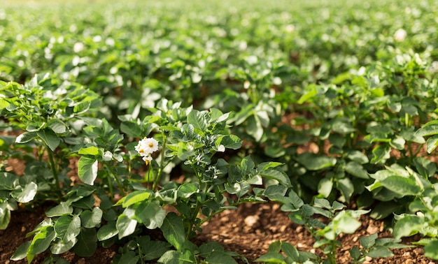 Conceito de fazenda alto ângulo