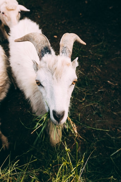 Conceito de fazenda com cabra branca