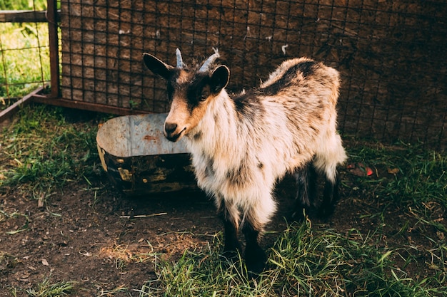 Conceito de fazenda com cabra em pé