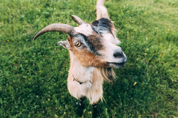 Foto grátis conceito de fazenda com cabra