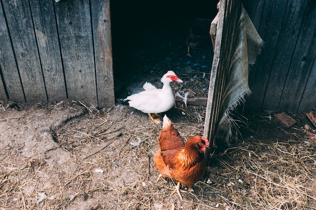 Foto grátis conceito de fazenda com duas galinhas