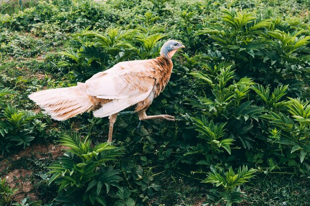 Conceito de fazenda com frango