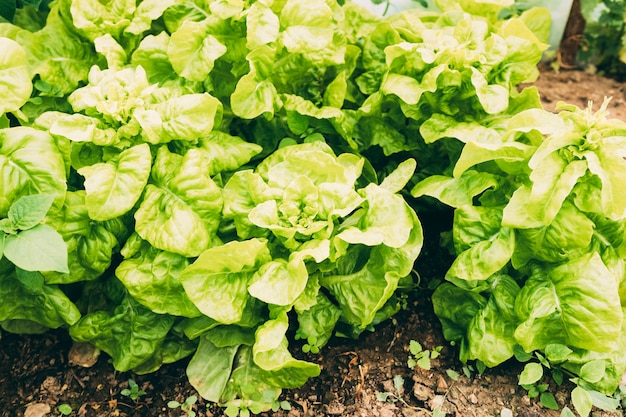 Conceito de fazenda com salada