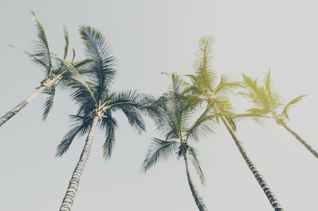 Conceito de férias de viagem de verão. Palmeiras bonitas no fundo do céu azul. Toning.