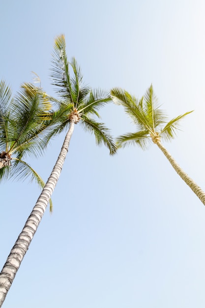 Conceito de férias de viagem de verão. Palmeiras bonitas no fundo do céu azul. Toning.