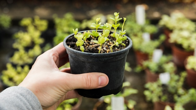 Conceito de jardinagem com mãos femininas