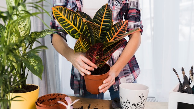 Conceito de jardinagem com mãos femininas