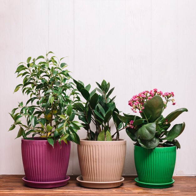 Conceito de jardinagem com plantas