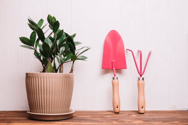 Foto grátis conceito de jardinagem com plantas