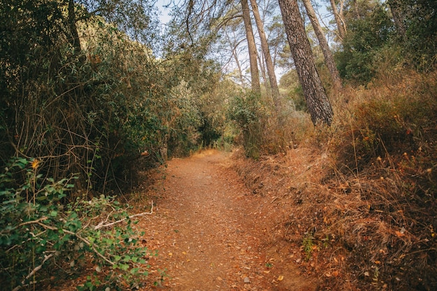 Foto grátis conceito de natureza e folhagem