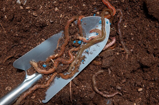 Conceito de natureza morta de compostagem com minhocas