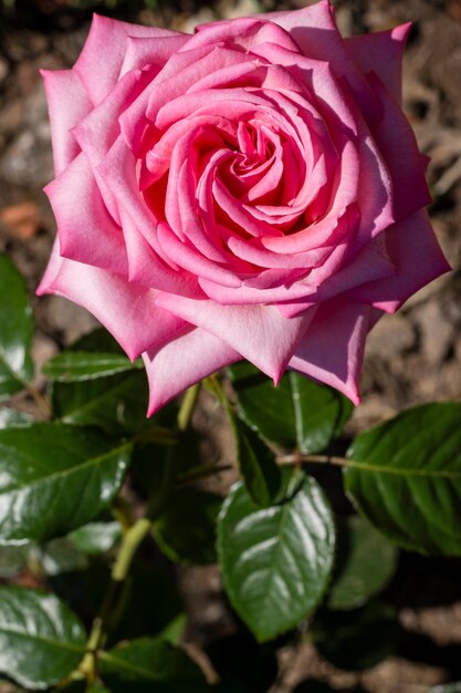 Conceito de pétala de rosa rosa close-up