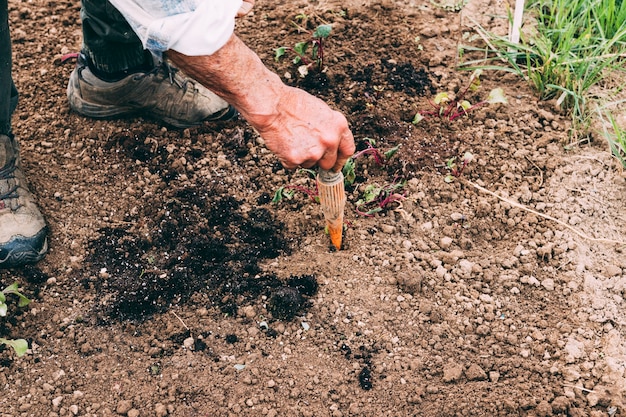 Conceito de pomar e fazenda